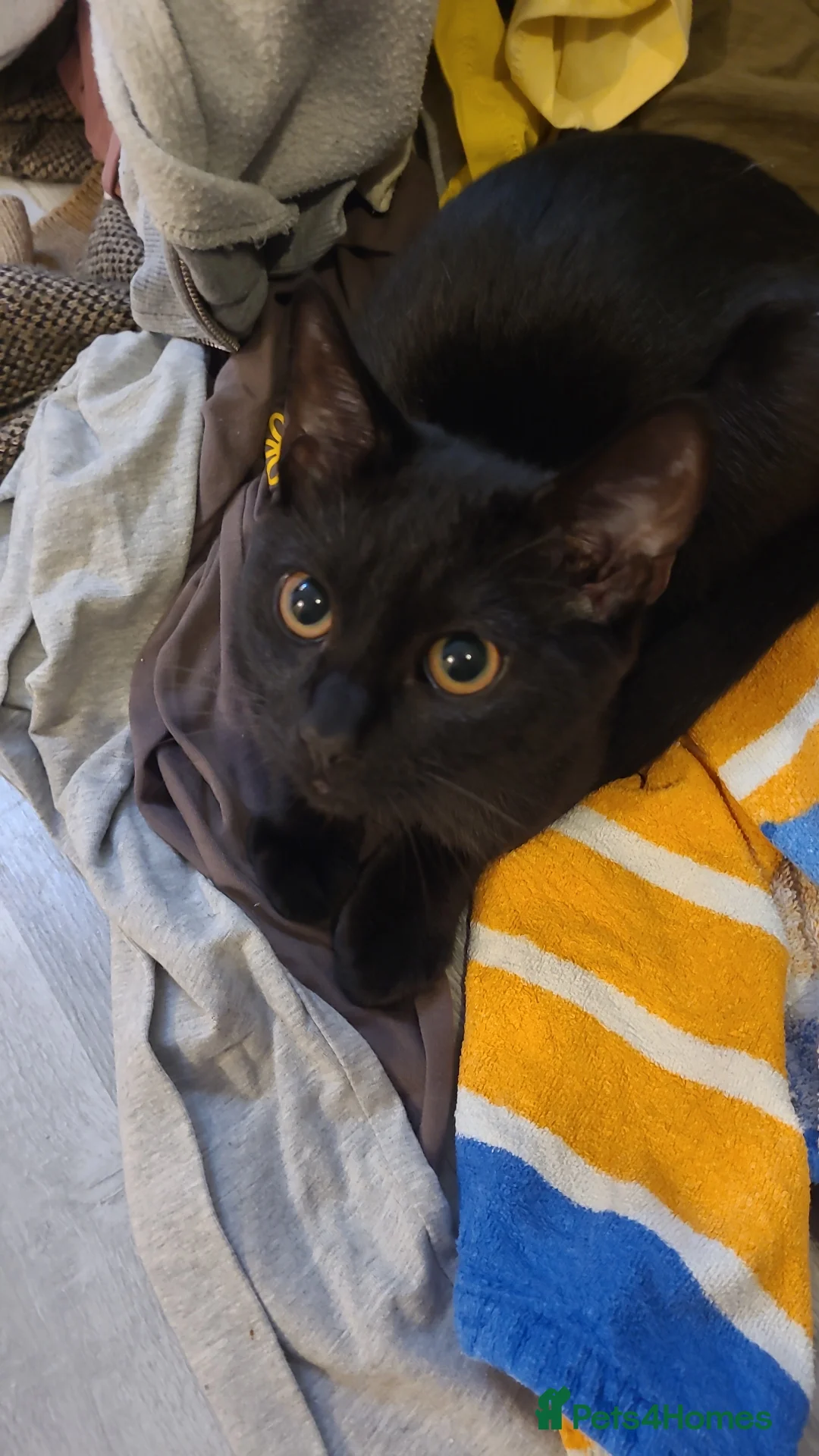 Mixed Breed cats for sale: Panther  - Advert 1