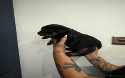 Rottweiler dogs for sale: 🐾 STUNNING ROTTWEILER PUPPIES FOR SALE! 🐾 - Image 10
