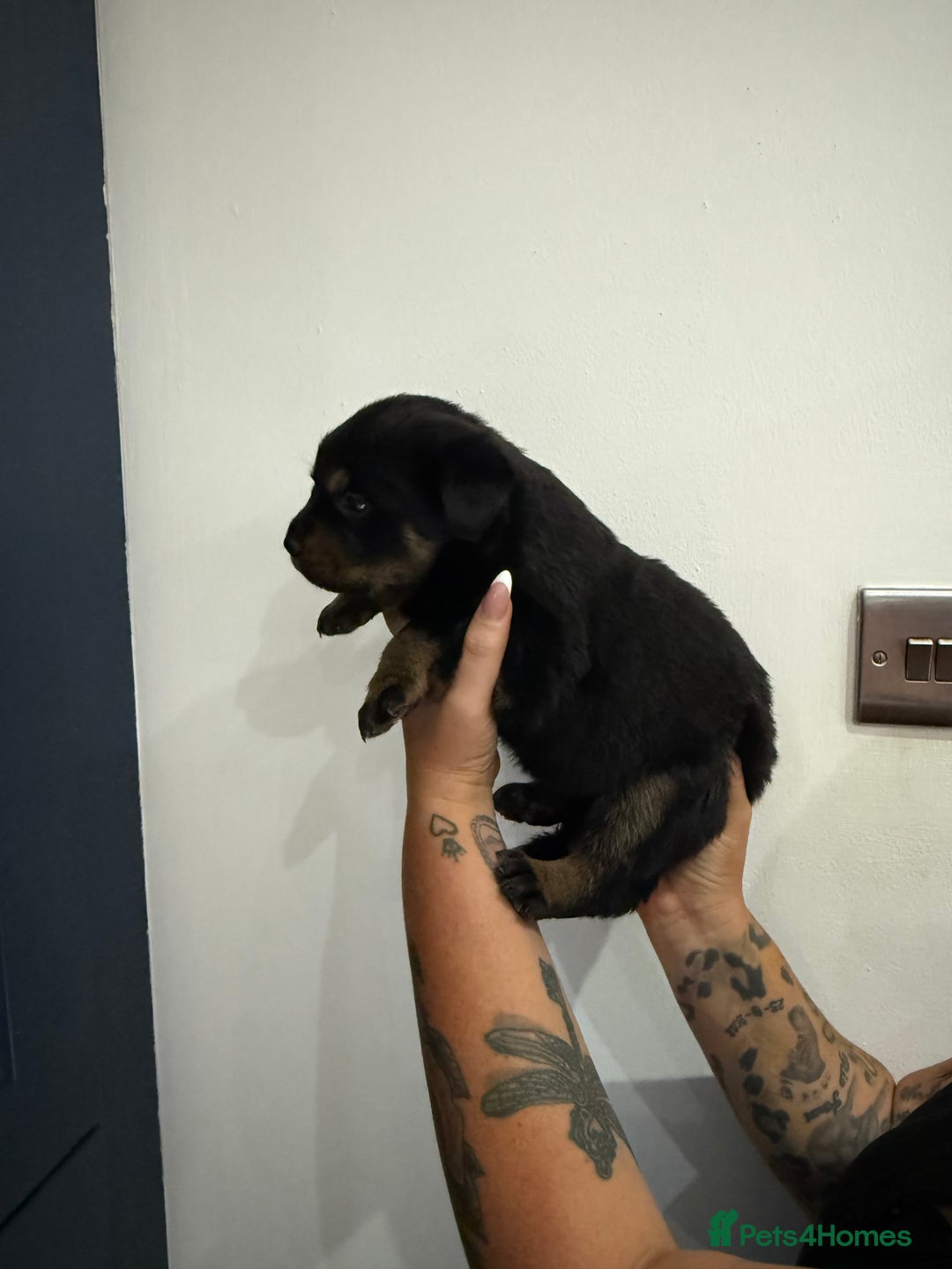 Rottweiler dogs for sale: 🐾 STUNNING ROTTWEILER PUPPIES FOR SALE! 🐾 - Image 10