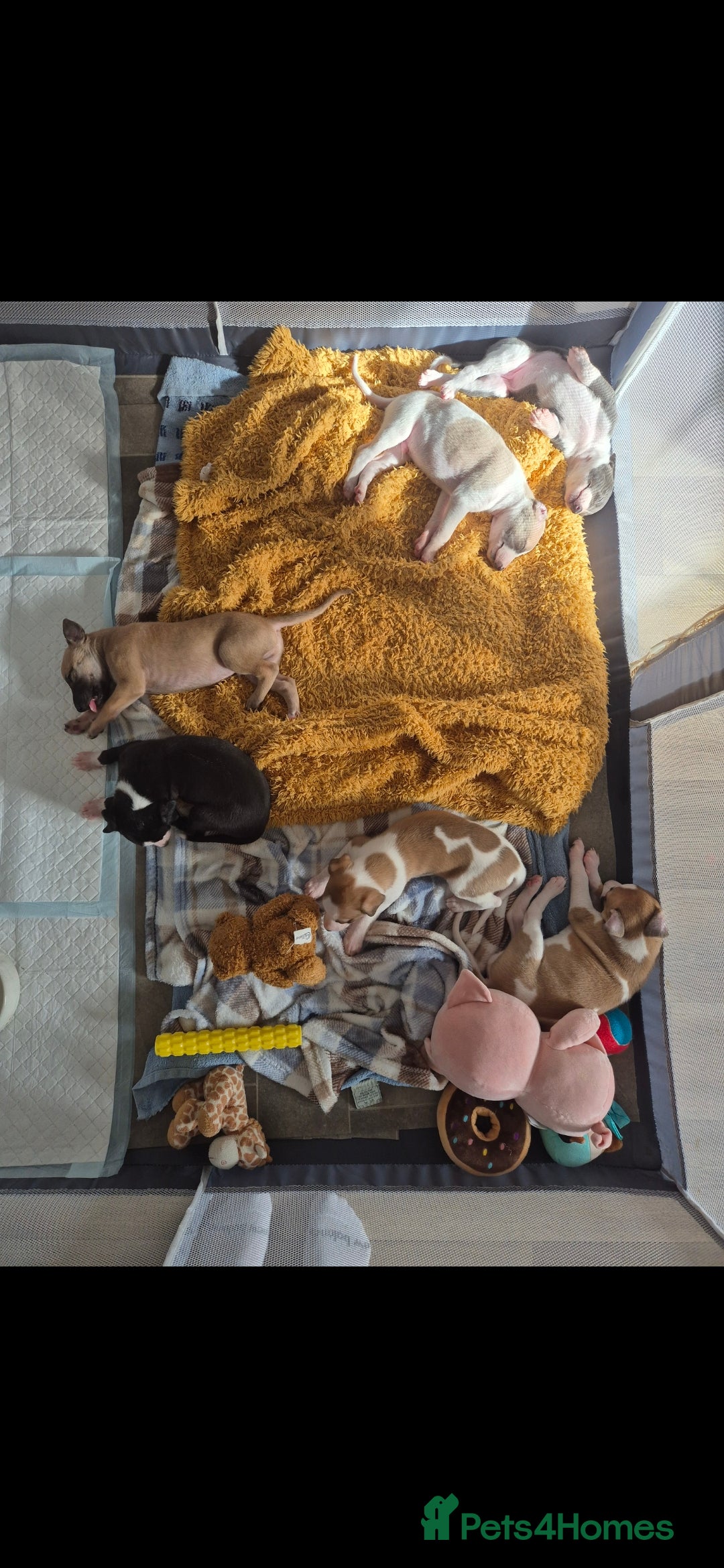 Whippet dogs for sale: 3 stunning KC registered males  - Image 6
