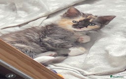 Ragdoll cats for sale: Ragdoll kitten female looking for forever home - Image 1
