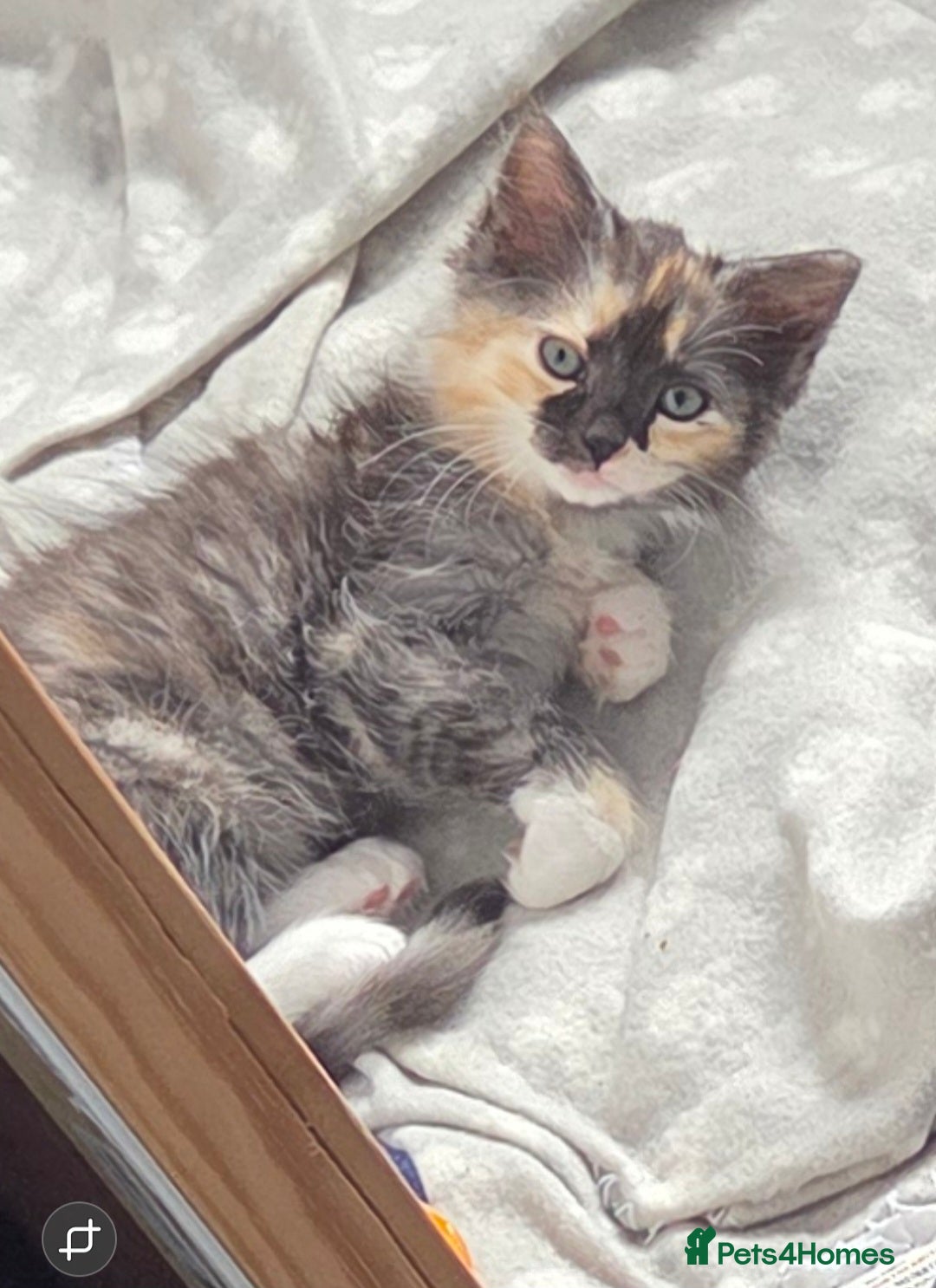 Ragdoll cats for sale: Ragdoll kitten female looking for forever home - Image 1