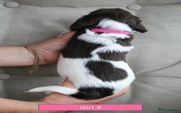 English Springer Spaniel dogs for sale: Health Tested English Springer Spaniel Puppies - Image 9
