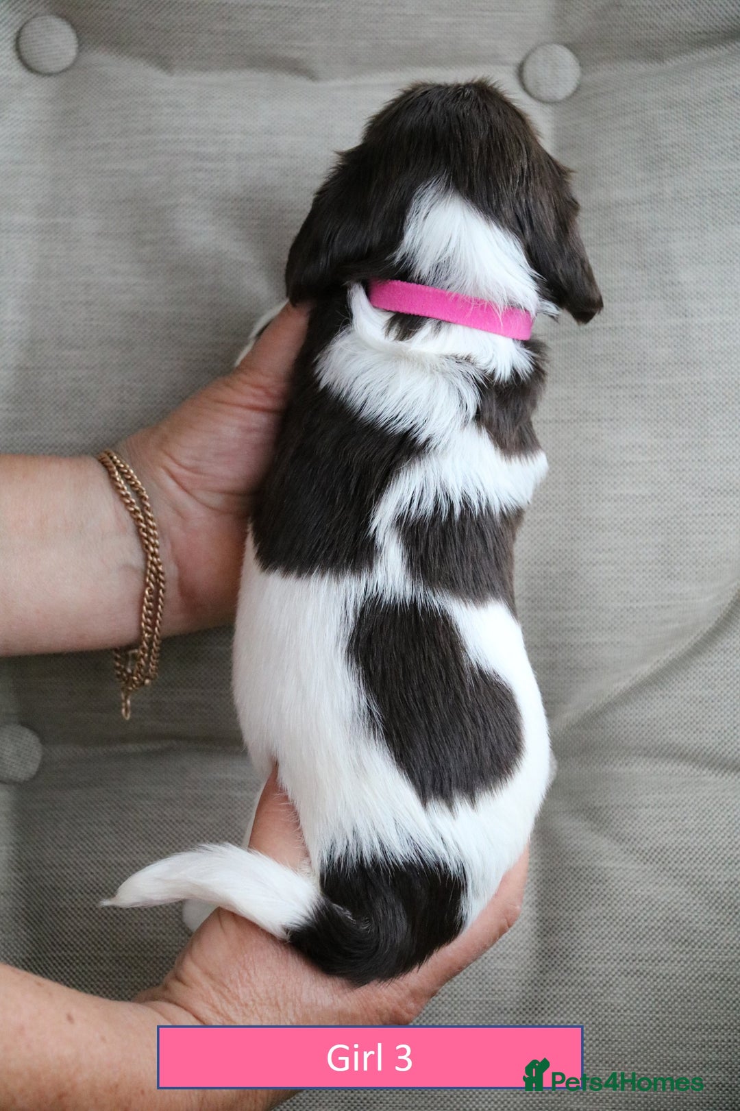 English Springer Spaniel dogs for sale: Health Tested English Springer Spaniel Puppies - Image 9