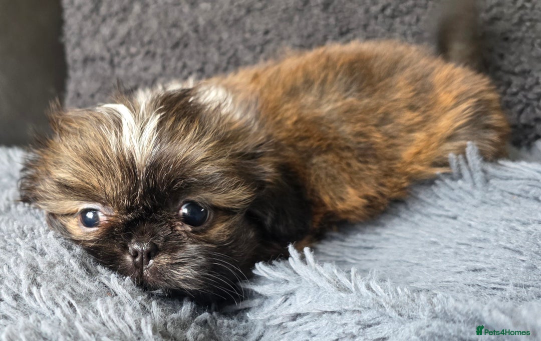 Shih Tzu dogs for sale: Ready now small/tiny Rare Brindle Imp Shih Tzu - Image 6