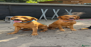 Labrador Retriever dogs - Advert 16
