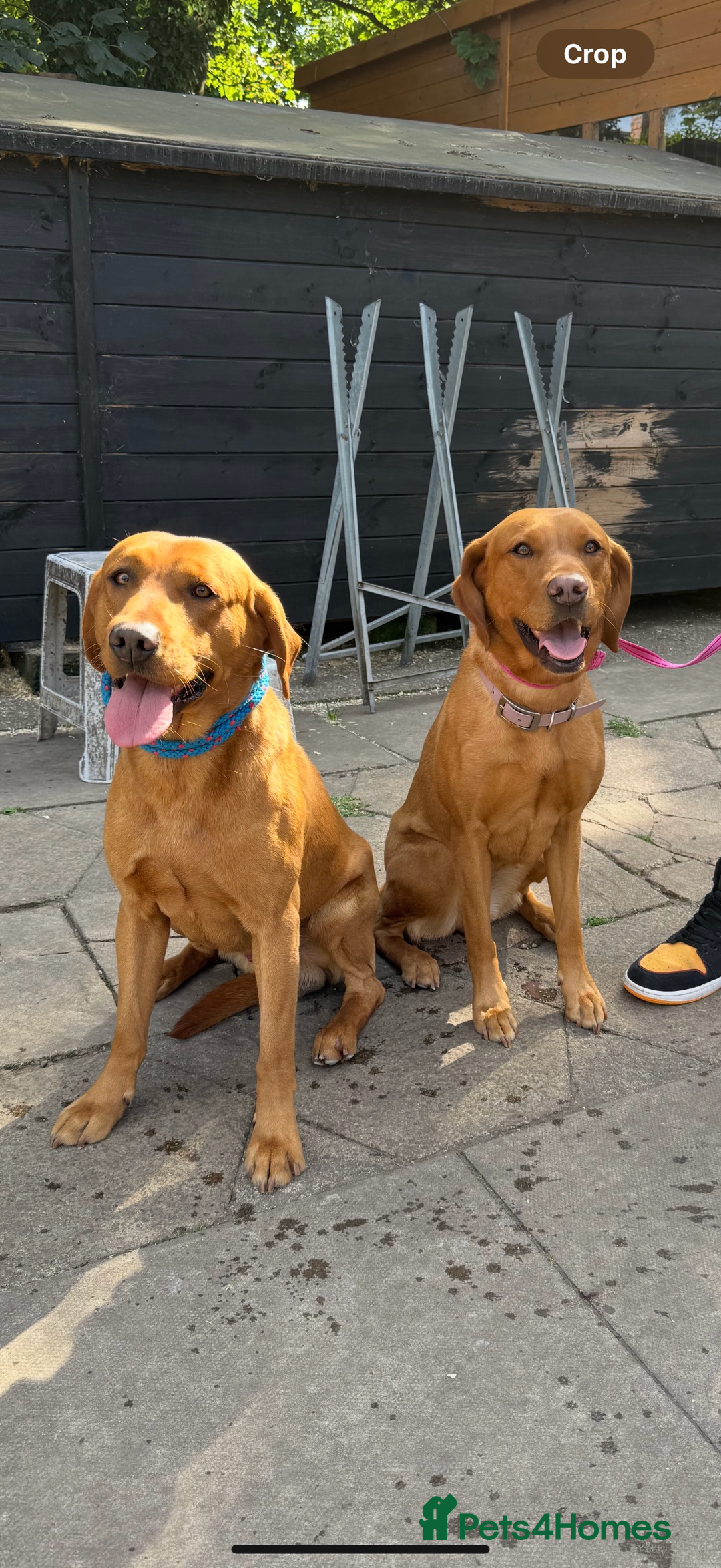 Labrador Retriever dogs for sale: Fox Red Labrador Retriever–Expected September 2025 - Image 2