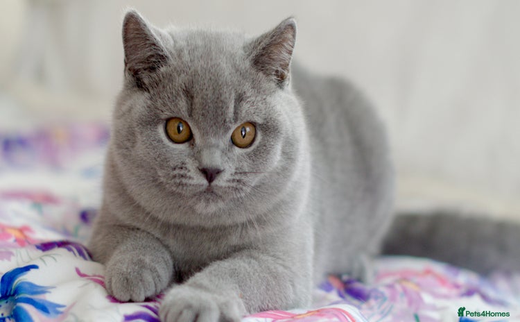 British Shorthair cats - Advert 12