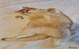 British Shorthair cats for sale: Golden Chinchilla Kittens TICA - Image 4