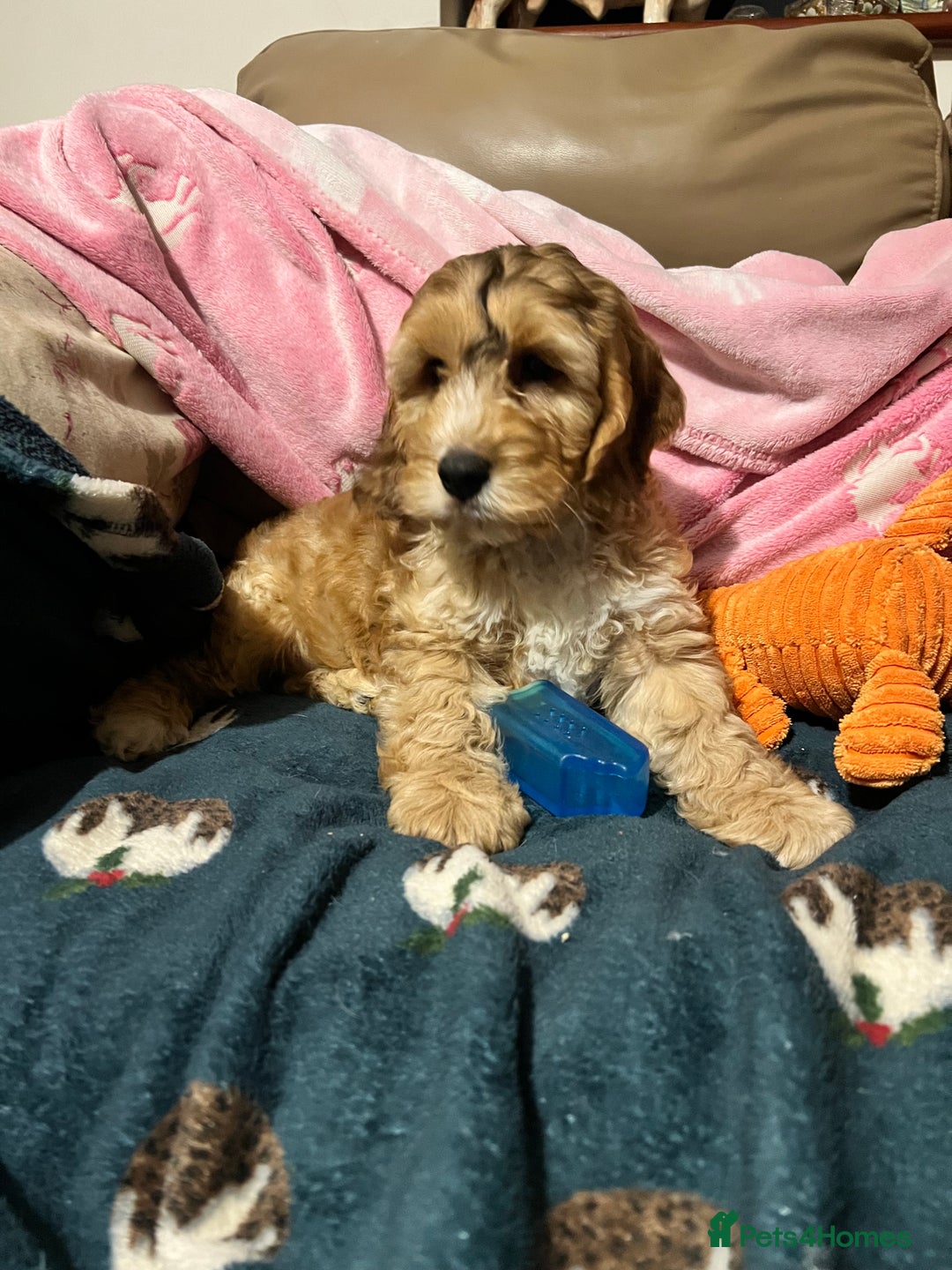 Cockapoo dogs for sale: F1 Cockapoo puppies  - Image 3