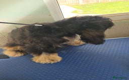 Cocker Spaniel dogs for sale: Kc Show male cocker spainel 10 months - Advert 2