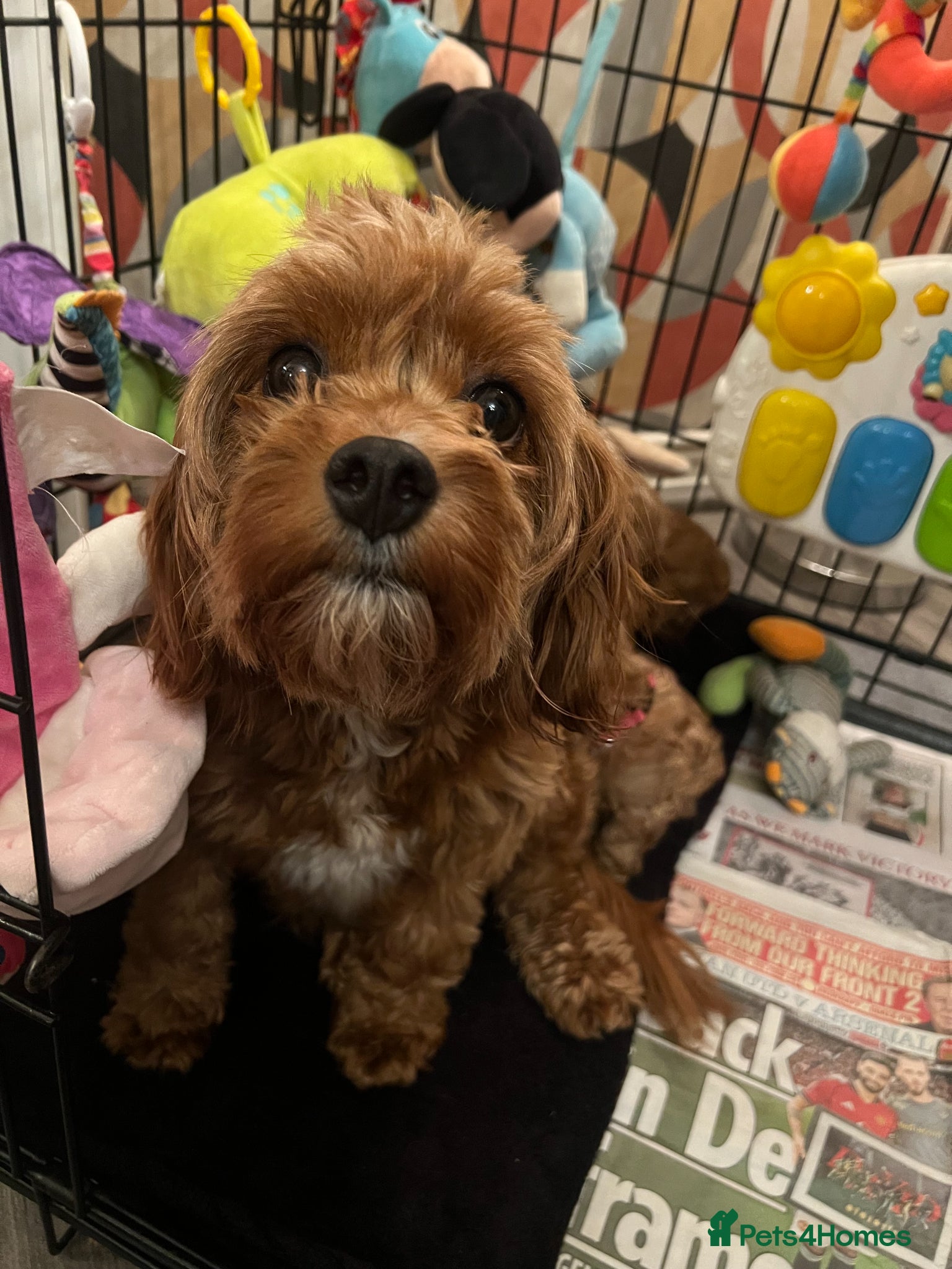 Cavapoo dogs for sale: 5* Cavapoo Puppies - Advert 1