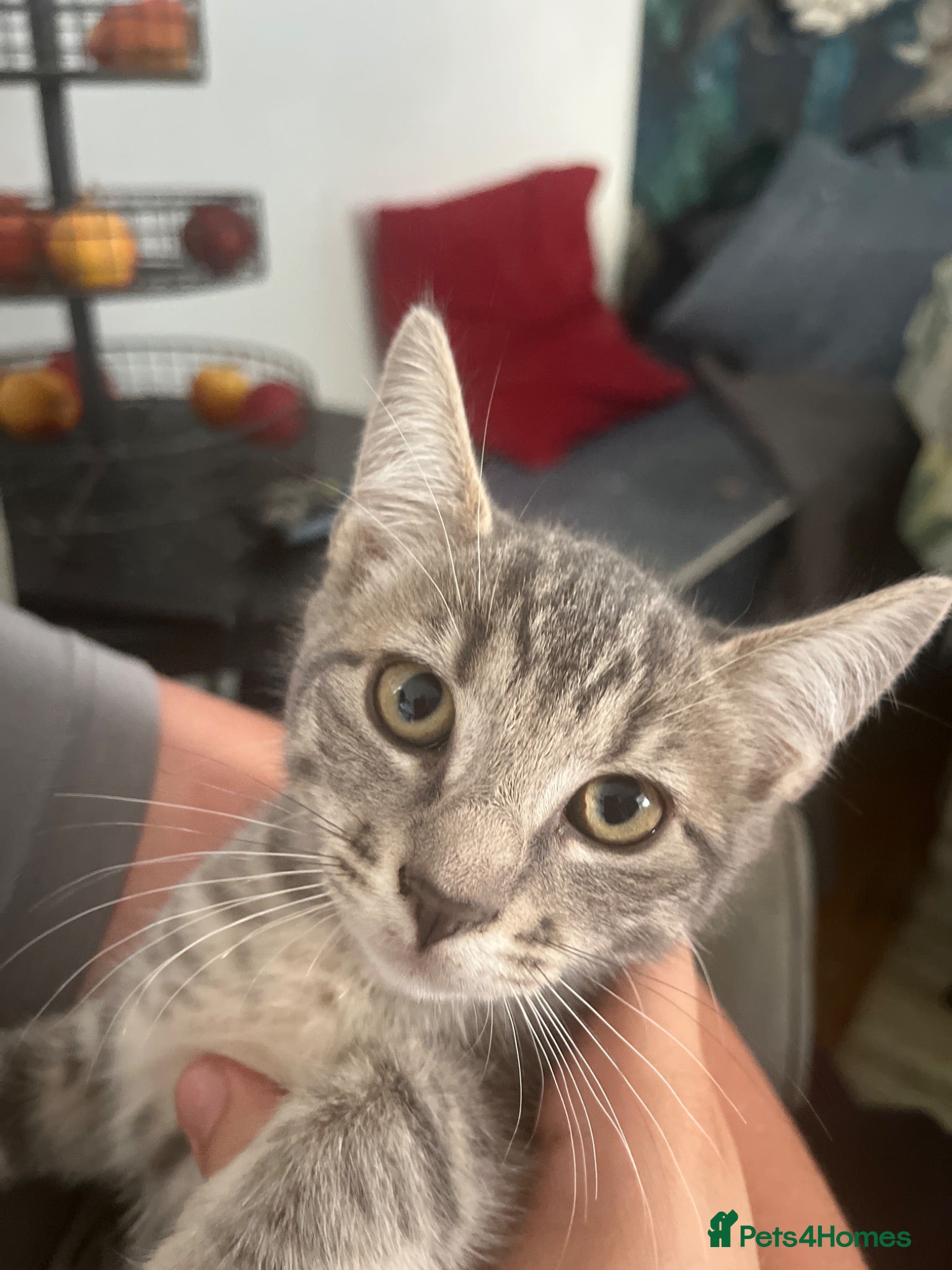 Mixed Breed cats Russian Blue cross  - Advert 15