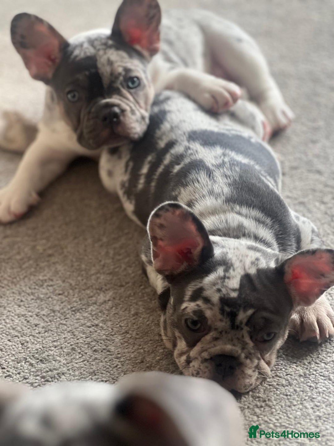 French Bulldog dogs for sale: x1 GIRL LEFT! RARE PURE BLUE MERLE TAN PUPPIES  - Advert 7
