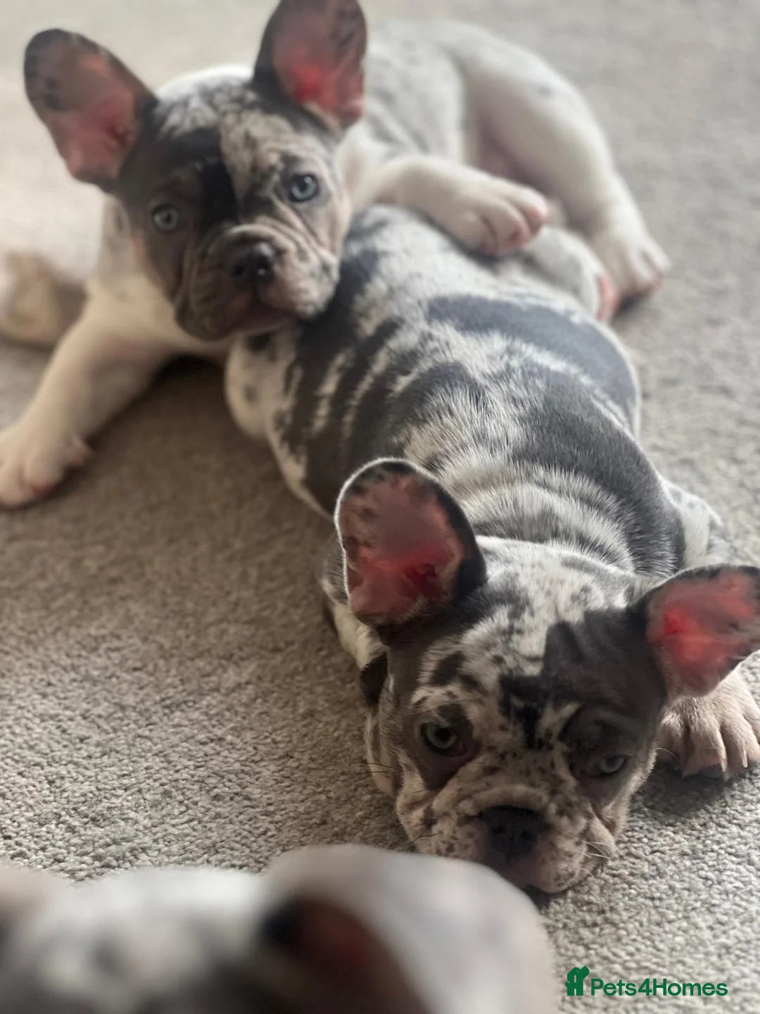 French Bulldog dogs for sale: x1 GIRL LEFT! RARE PURE BLUE MERLE TAN PUPPIES  - Advert 11