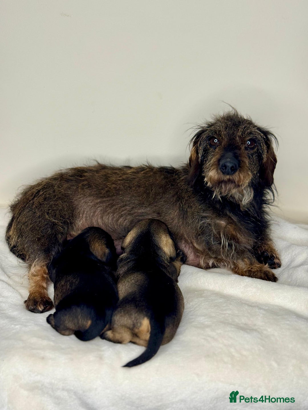 Miniature Dachshund dogs for sale: KC reg mini wires PRA LAFORA clear  - Advert 10