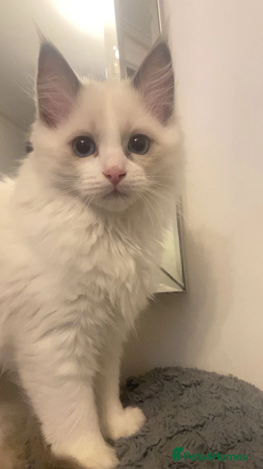 Ragdoll cats for sale: White Female Ragdoll for sale - Advert 1