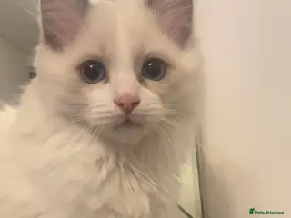 Ragdoll cats White Female Ragdoll for sale - Advert 1