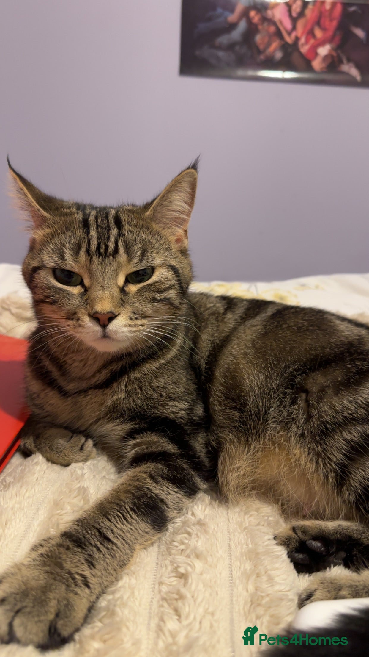 Mixed Breed cats FREE beautiful tabby urgently needs rehoming - Advert 3