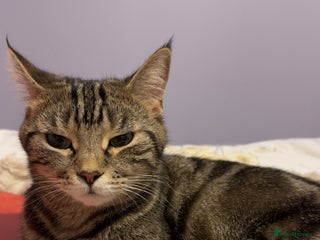 Mixed Breed cats FREE beautiful tabby urgently needs rehoming - Advert 1