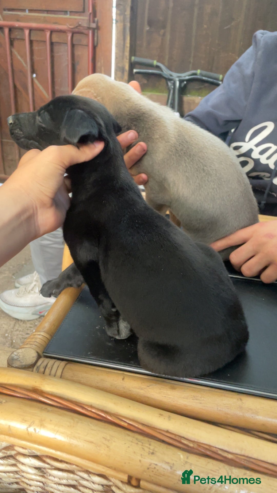 Mixed Breed dogs for sale: Lurcher puppy  - Image 2
