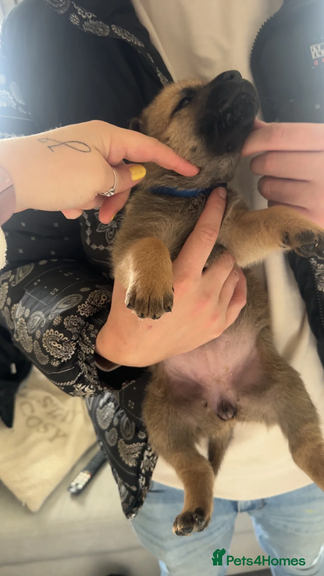 Mixed Breed dogs for sale: Akita Pups - Advert 2