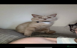 British Shorthair cats for sale: 4 gorgeous kittens for sale  - Image 17