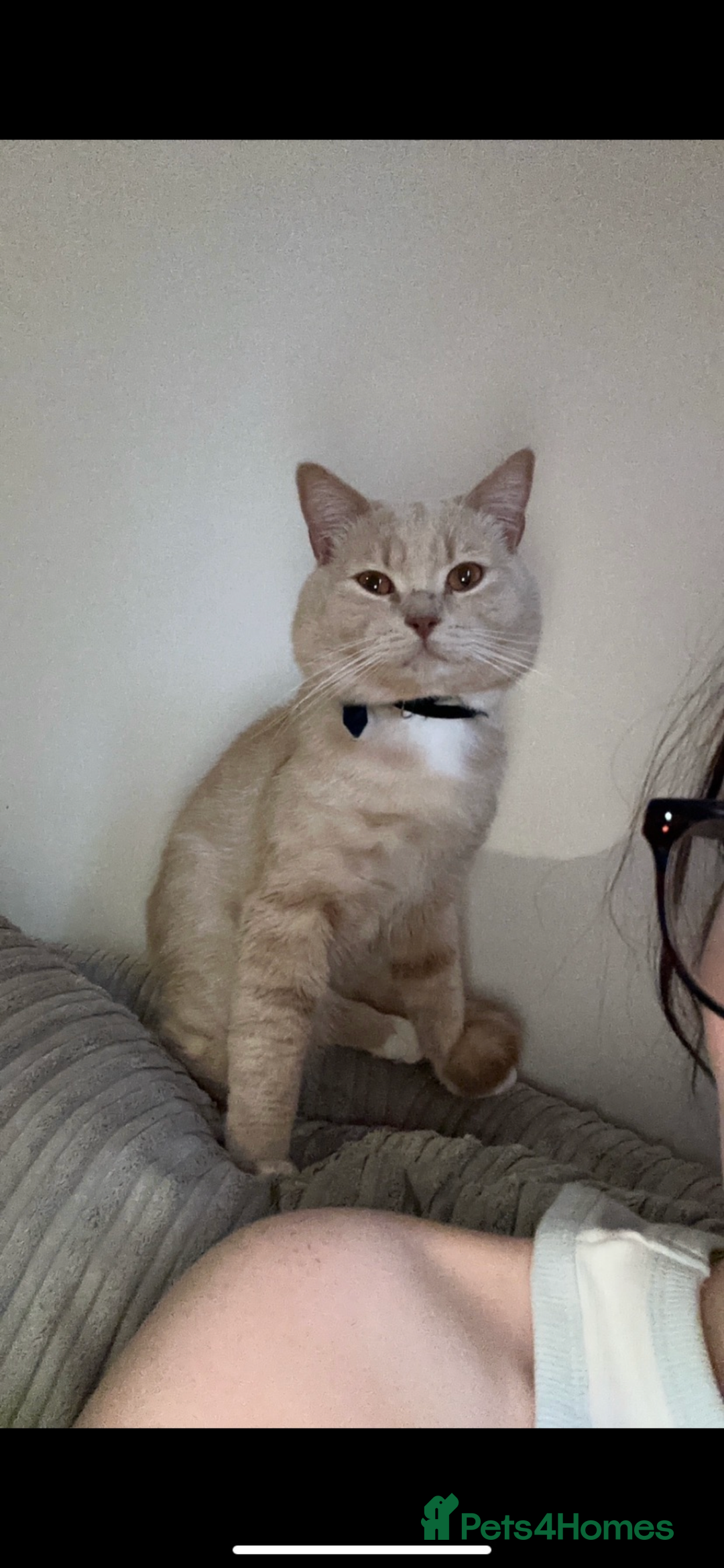 British Shorthair cats for sale: 4 gorgeous kittens for sale  - Image 17