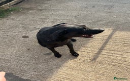Labrador Retriever dogs for sale: KC registered Labrador for Sale - Image 3