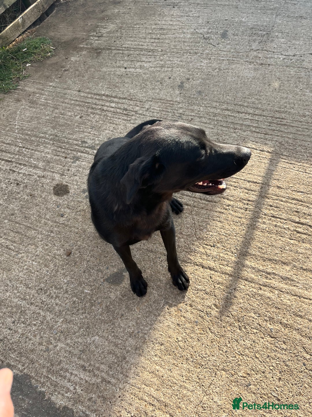 Labrador Retriever dogs for sale: KC registered Labrador for Sale - Image 3