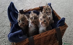 Bengal cats for sale: 4 Cute Tabby Kittens  - Image 2