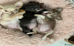 Chihuahua dogs for stud: STUD: Gorgeous White Long Coat Chihuahua  in Aldershot - Image 28