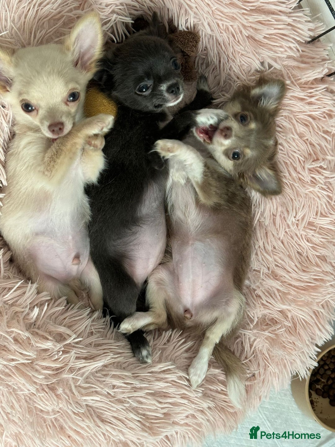 Chihuahua dogs for stud: STUD: Gorgeous White Long Coat Chihuahua  in Aldershot - Image 28