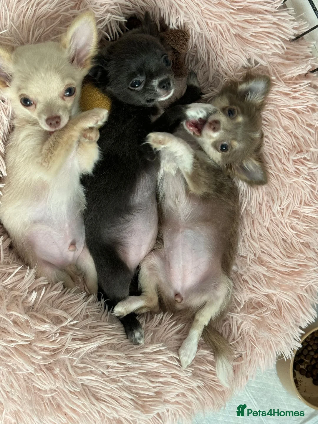 Chihuahua dogs for stud: STUD: Gorgeous White Long Coat Chihuahua  in Aldershot - Advert 28