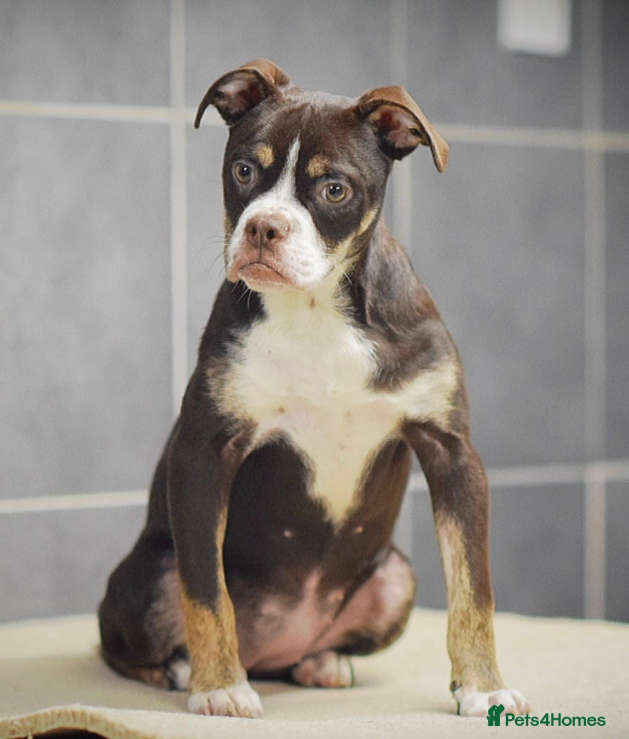 Olde English Bulldogge dogs COUNCIL APPROVED⭐️5 RATED. 23 YEARS EXPERIENCE  - Advert 6