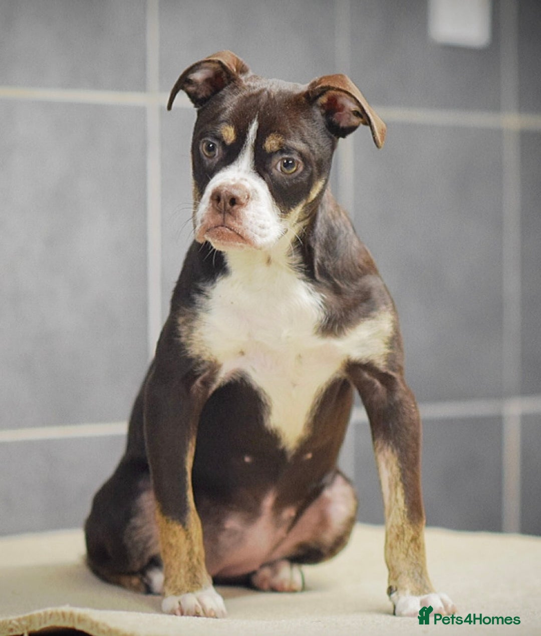 Olde English Bulldogge dogs for sale: COUNCIL APPROVED⭐️5 RATED. 23 YEARS EXPERIENCE  - Advert 1