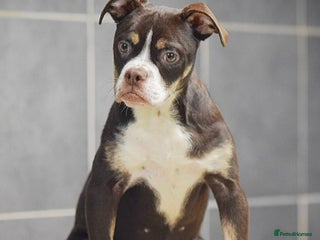 Olde English Bulldogge dogs COUNCIL APPROVED⭐️5 RATED. 23 YEARS EXPERIENCE - Advert 2