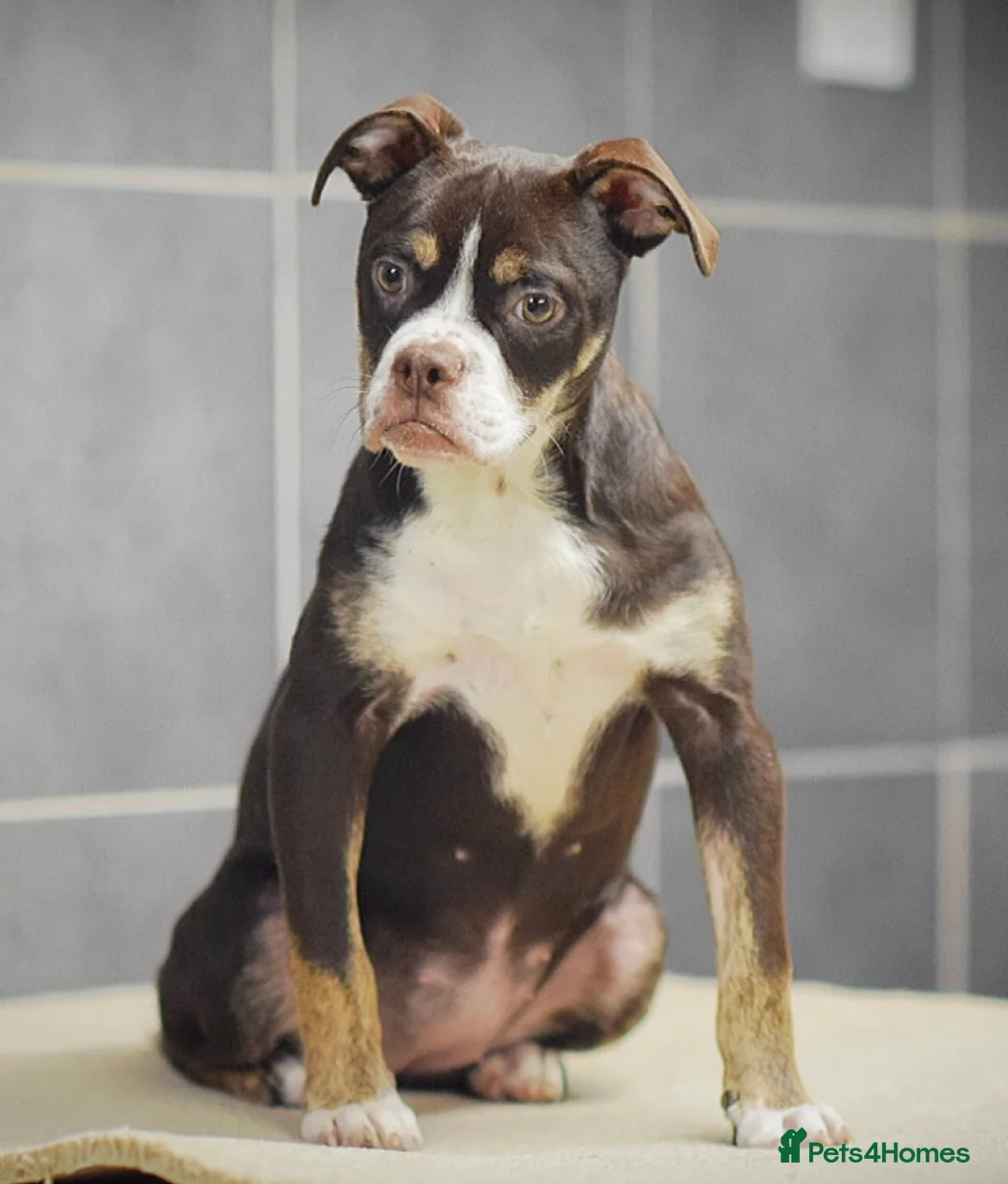 Olde English Bulldogge dogs for sale: COUNCIL APPROVED⭐️5 RATED. 23 YEARS EXPERIENCE  - Advert 1