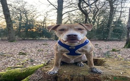 Mixed Breed dogs for sale: Mix breed male looking for forever home  - Image 5