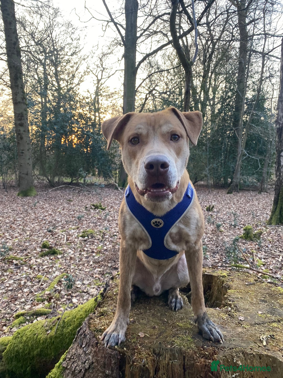 Mixed Breed dogs for sale: Mix breed male looking for forever home  - Image 5