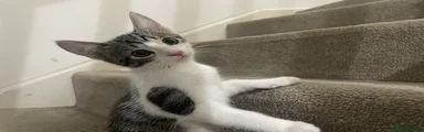 Mixed Breed Kitten 3