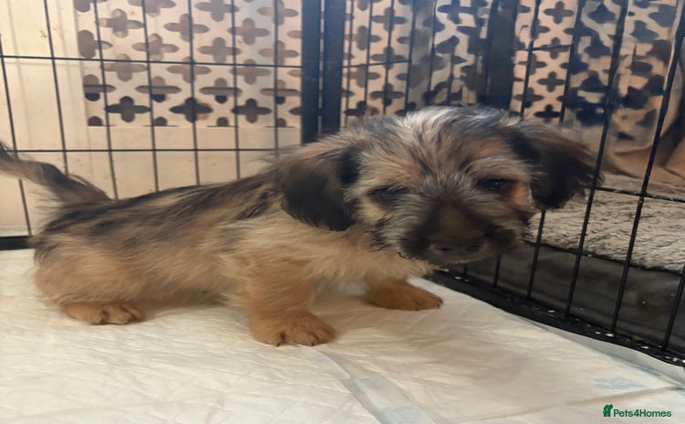 Mixed Breed dogs - Advert 1