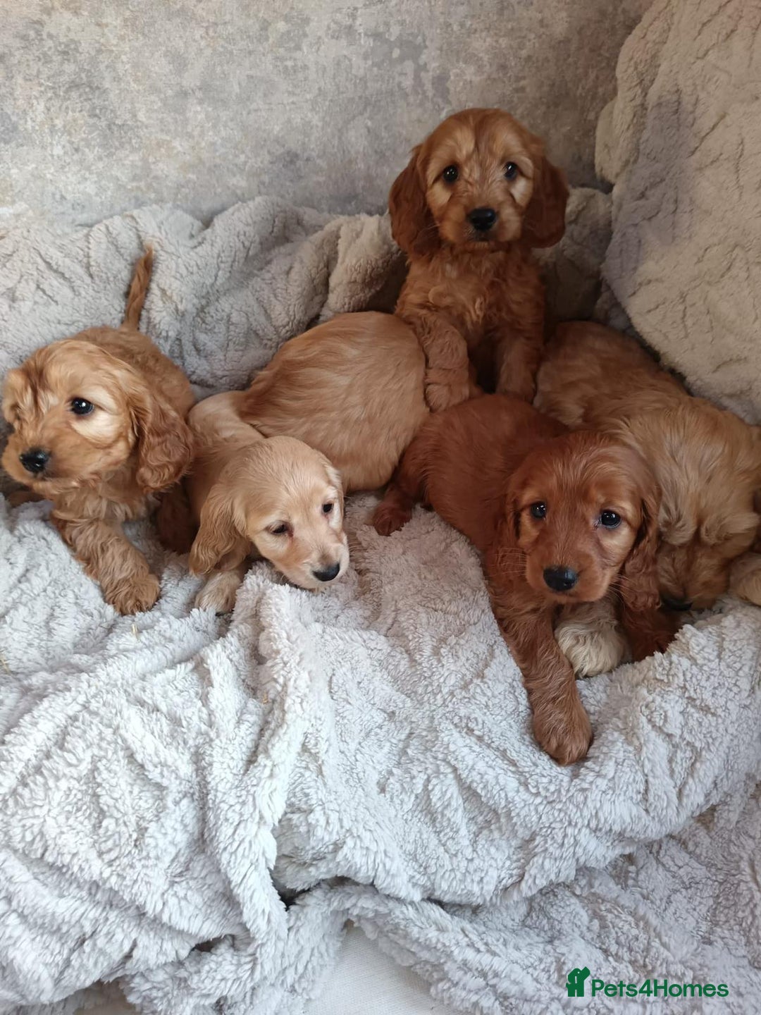 Cockapoo dogs for sale: Cockapoo puppy's  - Advert 14