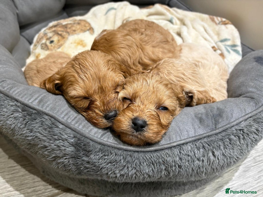 Cavapoo dogs for sale: Beautiful Cavapoo F1BB - Advert 10