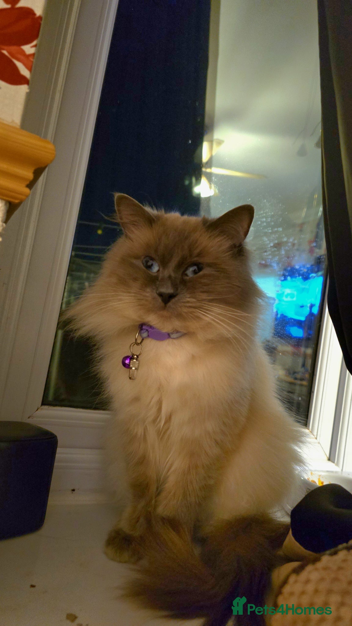 Ragdoll cats Reuben  - Advert 2