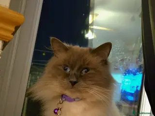 Ragdoll cats Reuben - Advert 2