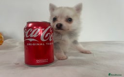 Pomsky dogs for sale: Honey I shrunk the Husky 😂 Genuine Toy size pomsk - Image 27