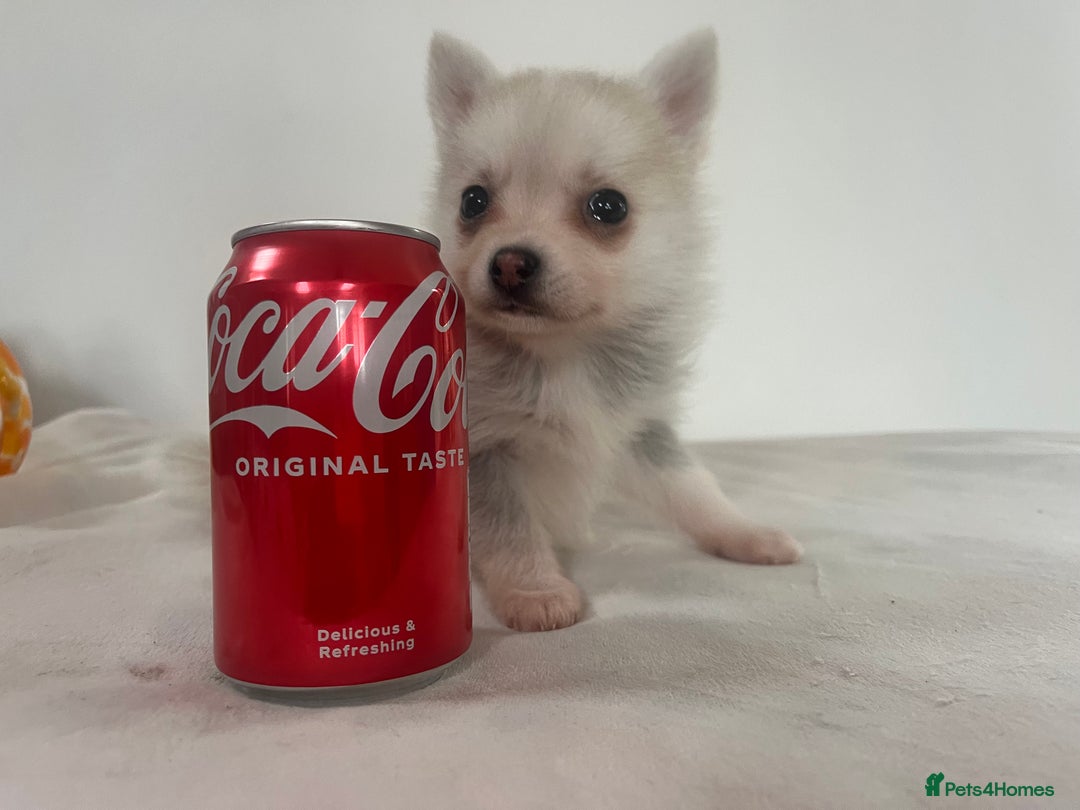 Pomsky dogs for sale: Honey I shrunk the Husky 😂 Genuine Toy size pomsk - Image 27