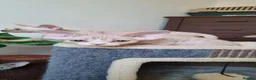 Devon Rex cats for sale: ❤️ Gorgeous Devon Rex Kittens ❤️ - Advert 18