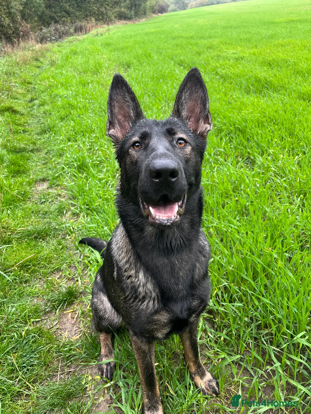 German Shepherd dogs for sale: Working Line German shepherd - Advert 3